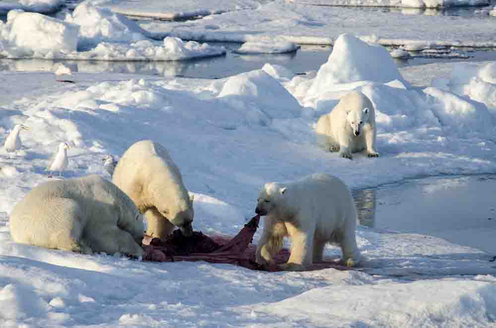 Oso Polar - islas Svalbard - Noruega 67.jpg